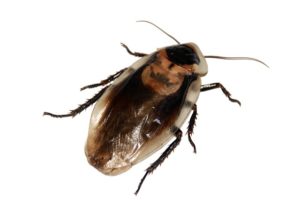 סוגי חרקים ביתיים – מה הסיכוי שתתקלו בהם